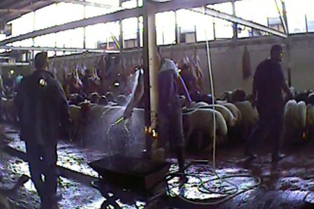 CIWF Karantina Slaughterhouse 1