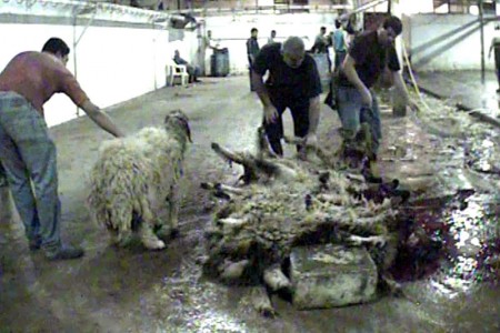CIWF Karantina Slaughterhouse 4