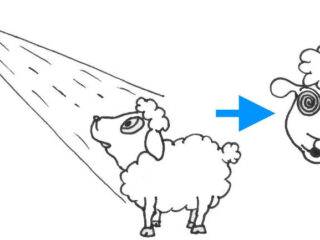 Using darkness and light to move animals