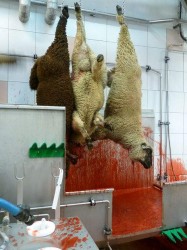 Hoisting and supending of sheep after cut Hoisting and supending of sheep after cut