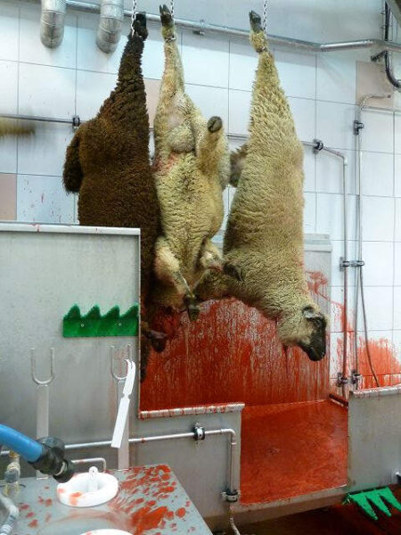 Hoisting and supending of sheep after cut