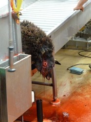 Bleeding of sheep after cut Bleeding of sheep after cut
