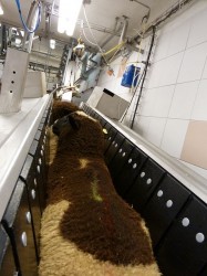 Sheep driven to electrical stunning Sheep driven to electrical stunning