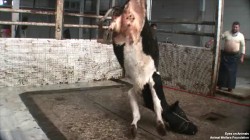 17.12.2013_TR_Cimet_Bursa_hoistingOneLeg