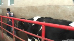 17.12.2013_TR_Cimet_Bursa_leading_cow_down_raceway