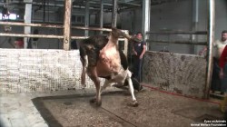 17.12.2013_TR_Cimet_Bursa_losingBalance