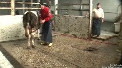 17.12.2013_TR_Cimet_Bursa_placingChainOnLeg