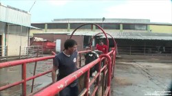 17.12.2013_TR_Cimet_Bursa_walkingCowRaceway