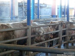 18.12.2013_TR_Kazan_Aygüluer (14)_small