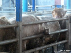 18.12.2013_TR_Kazan_Aygüluer (15)_small