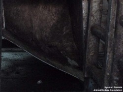 18.12.2013_TR_Kazan_Aygüluer (22)_small