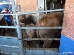 18.12.2013_TR_Kazan_Aygüluer (41)_small