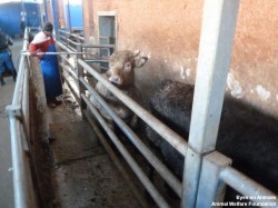 18.12.2013_TR_Kazan_Aygüluer (42)