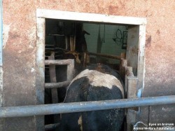 18.12.2013_TR_Kazan_Aygüluer (45)_small