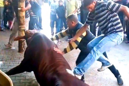 Cattle mistreated in Gaza