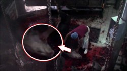 Color Turkey Slaughterhouses