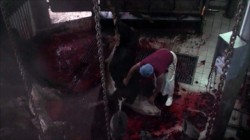 Poking eyeballs to immobilize Poking eyeballs to immobilize