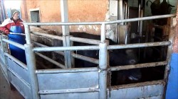 electric prodding at sharp slippery curve_small