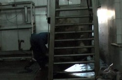 falling bull 2_small