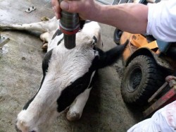 Cow in truck stunned