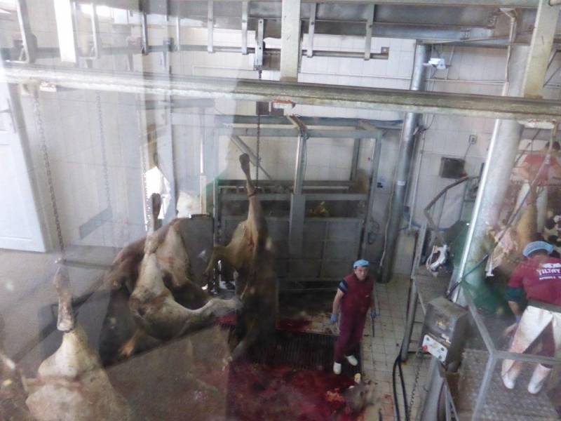 Animal slaughterhouse essay 08 image