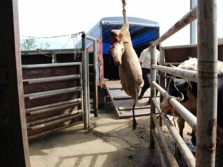 Kuruçay Slaughterhouse in Bolu