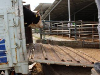 Kuruçay Slaughterhouse in Bolu