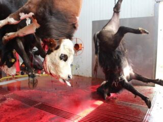 Kuruçay Slaughterhouse in Bolu