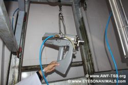 Stunner at Corlu abattoir