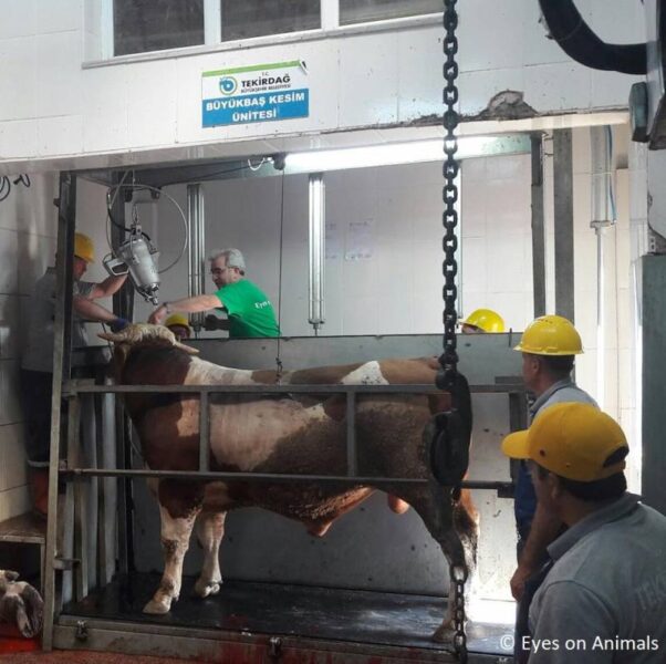 Stunning at turkish slaughterhouse