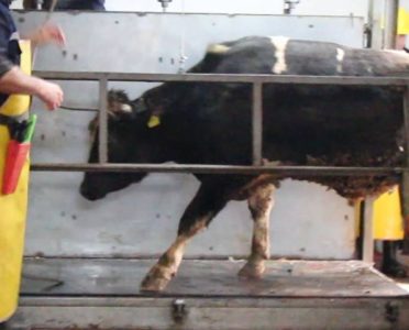 Corlu slaughterhouse