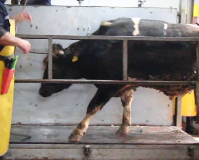 Corlu slaughterhouse